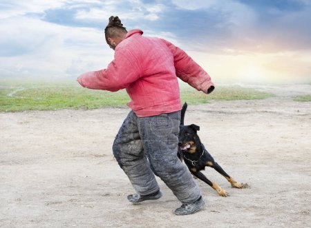 Foto de Perro pastor de Beauce entrenamiento en la naturaleza para la seguridad - Imagen libre de derechos