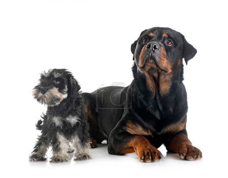 Photo for Miniature schnauzer and rottweiler in front of white background - Royalty Free Image