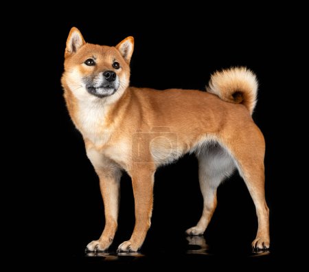 Photo for Shiba inu in front of black background - Royalty Free Image