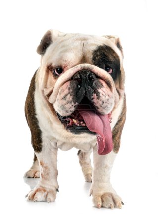 Photo for English bulldog in front of white background - Royalty Free Image