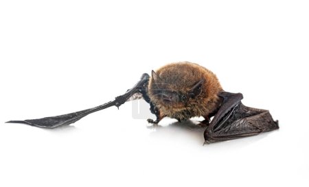 Téléchargez les photos : Pipistrellus pipistrellus devant fond blanc - en image libre de droit