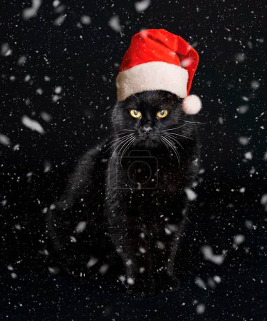 Foto de Black cat in front of black background - Imagen libre de derechos