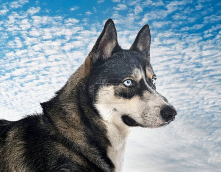 Photo for Siberian husky in front of white background - Royalty Free Image
