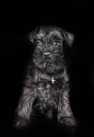 Photo for Miniature schnauzer in front of black background - Royalty Free Image