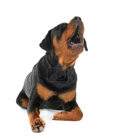 Téléchargez les photos : Purered rottweiler en face de fond blanc - en image libre de droit