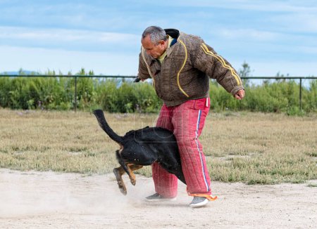 Foto de Perro pastor de Beauce entrenamiento en la naturaleza para la seguridad - Imagen libre de derechos