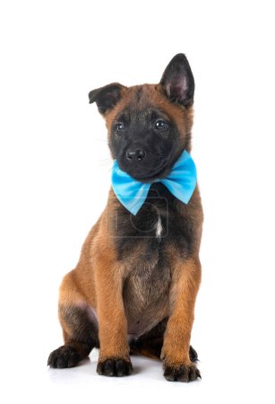 Photo for Puppy belgian shepherd in front of white background - Royalty Free Image