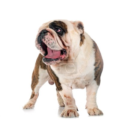 Foto de Bulldog inglés delante de fondo blanco - Imagen libre de derechos