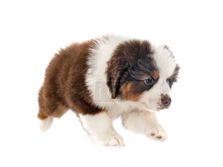Photo for Miniature American Shepherd in front of white background - Royalty Free Image