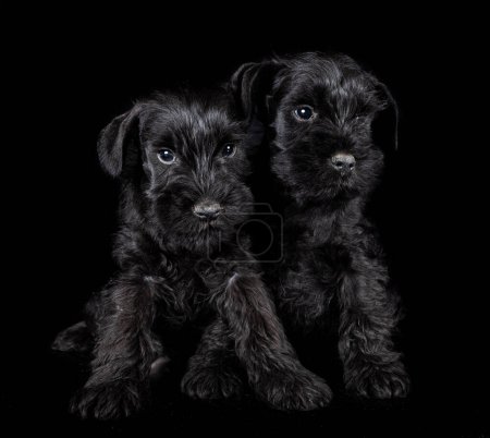 Photo for Miniature schnauzers in front of black background - Royalty Free Image