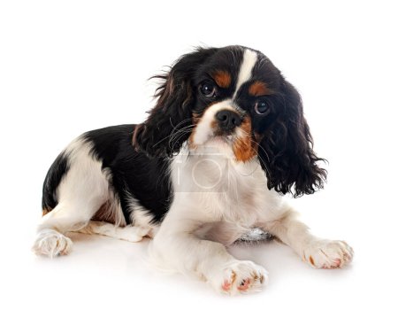 Photo for Young cavalier king charles in front of white background - Royalty Free Image