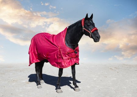 Foto de Black horse and his horse blanket for winter - Imagen libre de derechos