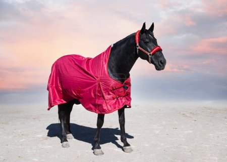 black horse and his horse blanket for winter