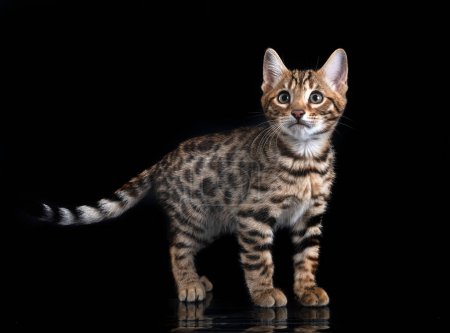 Photo for Bengal cat in front of black background - Royalty Free Image