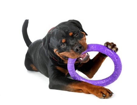 Photo for Purebred rottweiler in front of white background - Royalty Free Image