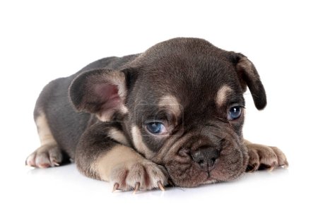 Téléchargez les photos : Chiot français bulldog en face de fond blanc - en image libre de droit