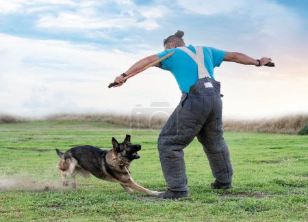 Photo for Gray german shepherd training for security and guard - Royalty Free Image