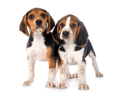Photo for Young beagles in front of white background - Royalty Free Image