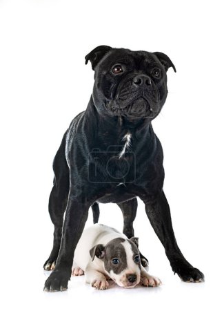 Téléchargez les photos : Puppy and adult staffordshire bull terrier in front of white background - en image libre de droit