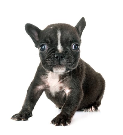 Téléchargez les photos : Chiot français bulldog en face de fond blanc - en image libre de droit