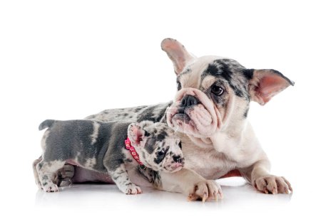 Photo for French bulldog and puppy in front of white background - Royalty Free Image