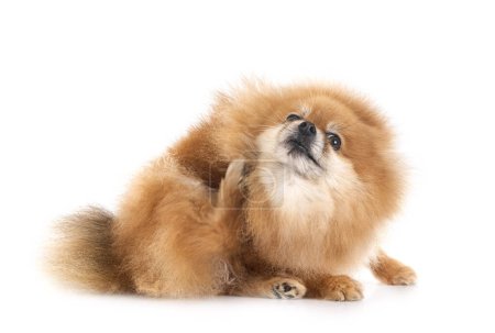 Photo for Senior pomeranian in front of white background - Royalty Free Image