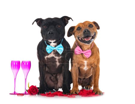 staffordshire bull terriers in front of white background