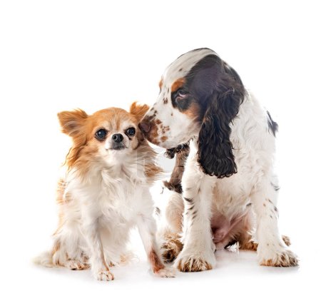 Photo for English Cocker Spaniel and chihuahua in front of white background - Royalty Free Image