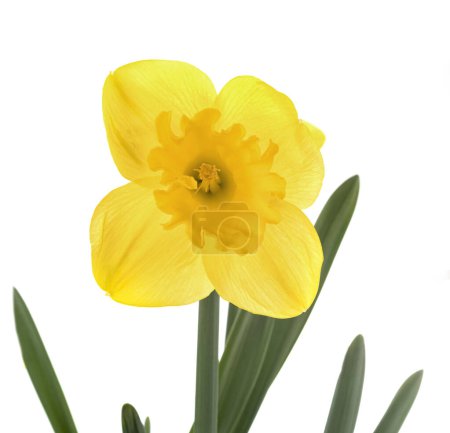Foto de Narcissus jonquilla delante de fondo blanco - Imagen libre de derechos