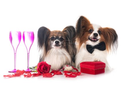Photo for Papillon dogs and valentine day in front of white background - Royalty Free Image