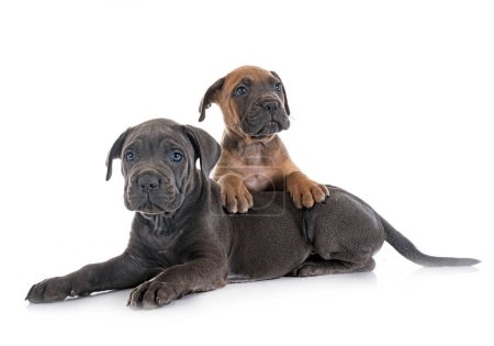 Photo for Puppies italian mastiff in front of white background - Royalty Free Image