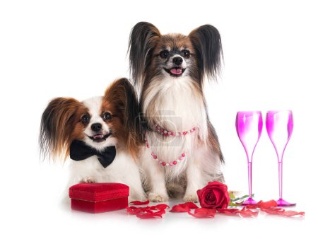 Téléchargez les photos : Papillon dogs and valentine day in front of white background - en image libre de droit