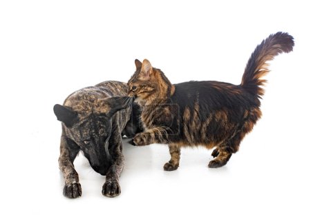 Photo for Dutch Shepherd and maine coon in front of white background - Royalty Free Image