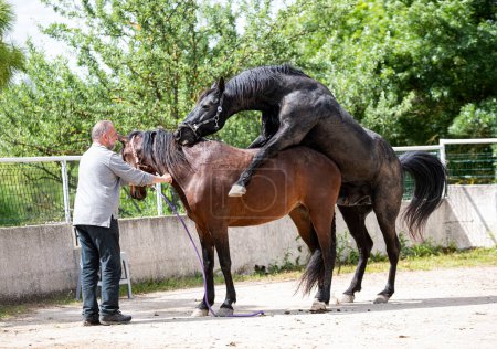 Téléchargez les photos : Deux chevaux s'accouplent le matin du printemps - en image libre de droit