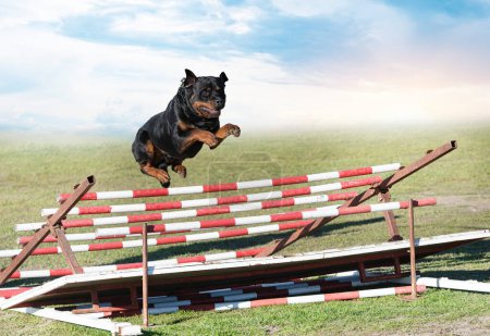 Photo for Training for a rottweiler on a fence for obedience discipline - Royalty Free Image