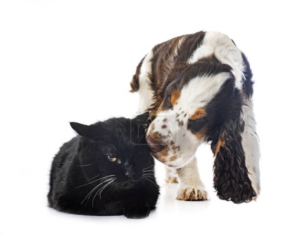 Photo for English Cocker Spaniel and cat in front of white background - Royalty Free Image