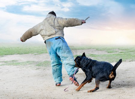 Téléchargez les photos : Jeune rottweiler formation pour la protection du sport et de la police - en image libre de droit