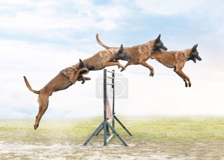 Photo for Young belgian shepherd training in the nature for security - Royalty Free Image