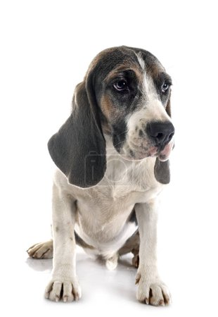 Photo for Young beagle in front of white background - Royalty Free Image