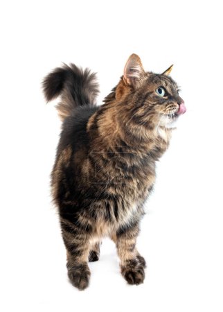 Photo for Maine coon cat in front of white background - Royalty Free Image