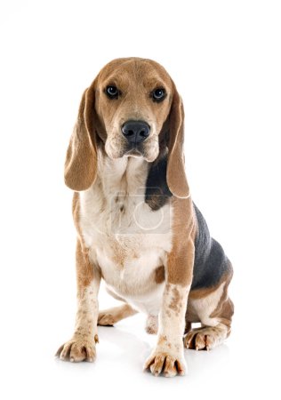 Photo for Young beagle in front of white background - Royalty Free Image