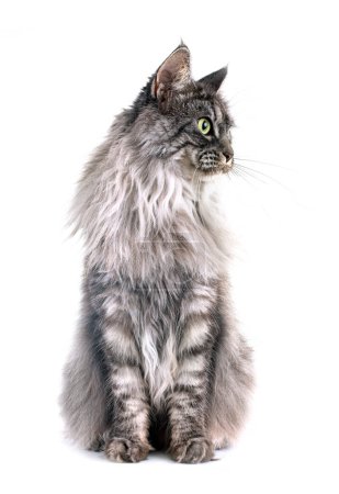 Téléchargez les photos : Maine coon chat en face de fond blanc - en image libre de droit