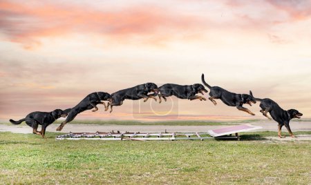 Photo for French shepherd training in the k9 for competition - Royalty Free Image