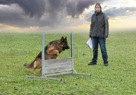 Téléchargez les photos : Formation de berger allemand gris pour la compétition d'obéissance - en image libre de droit