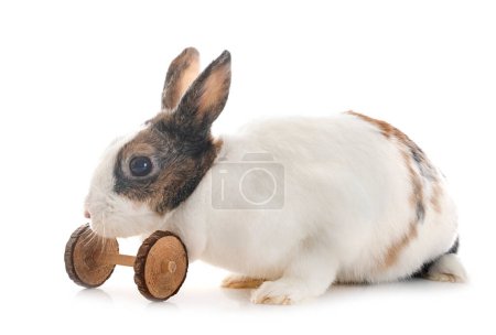 Photo for Rex rabbit in front of white background - Royalty Free Image