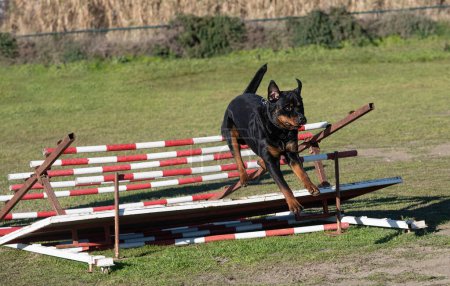 Foto de Entrenamiento para un rottweiler en una valla para la disciplina de obediencia - Imagen libre de derechos