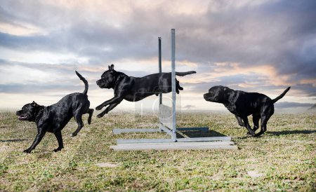 Photo for Staffordshire bull terrier jumping a fence for obedience discipline - Royalty Free Image