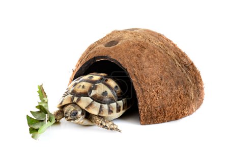 Photo for Greek tortoise in front of white background - Royalty Free Image
