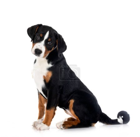 Photo for Puppy Appenzeller Sennenhund in front of white background - Royalty Free Image