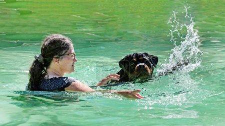 Téléchargez les photos : Jeune rottweiler jouer et nager dans une piscine - en image libre de droit